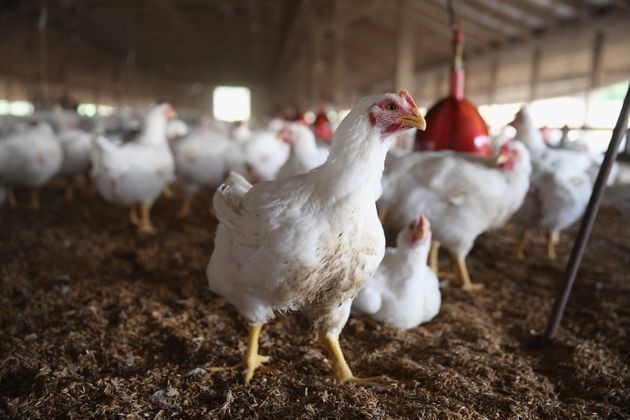 Former CA Poultry Plant Employee Convicted of Worker’s Comp Fraud